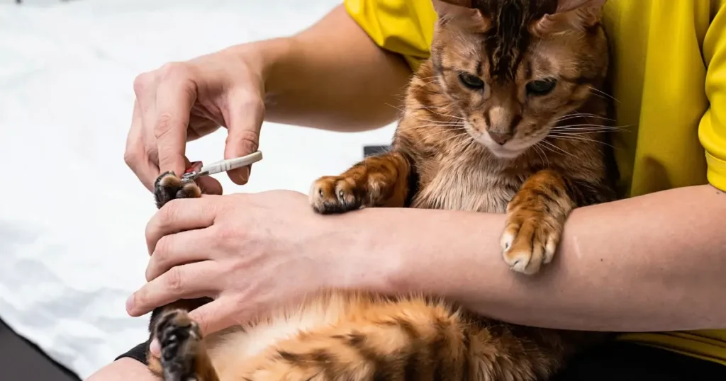 Gatinho com as unhas sendo cortadas pelo tutor. Aprender como cortar unhas de gato pode ajudar a evitar problemas de saúde nas patas do seu pet.