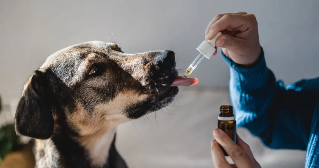 Cachorro preto com pelagem mesclada sendo medicado. Como curar a inflamação dos olhos do cachorro com homeopatia é uma possibilidade em vários casos.