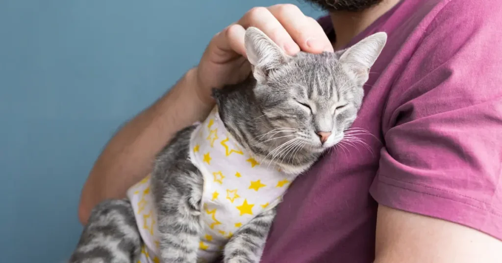 Gato cinza com roupa cirúrgica branca estampada com estrelas amarelas recebendo cuidados no pós operatório de castração.