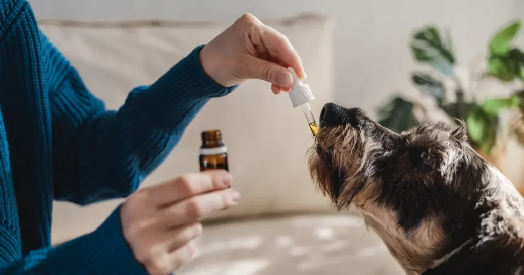 Cão preto recebendo medicação. A homeopatia para cachorro que late muito é uma opção para lidar com esse problema.