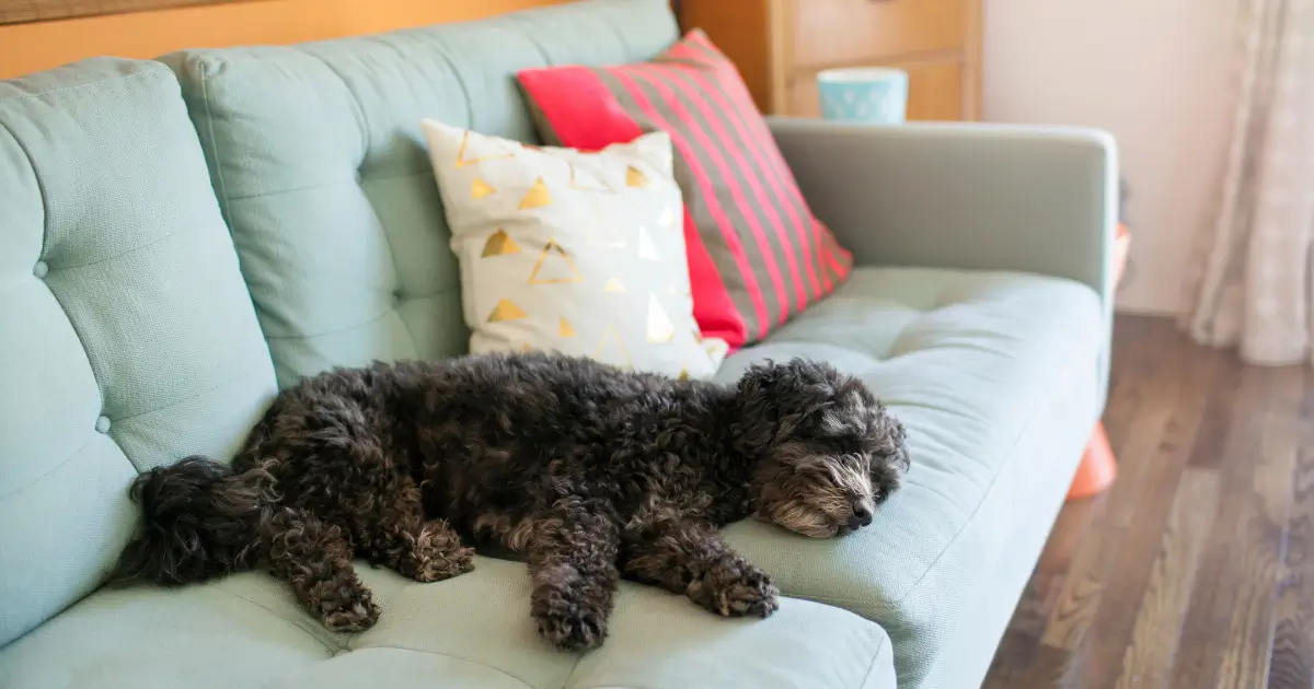 Cão preto repousa tranquilamente em um sofá verde. Em alguns casos, essa calma pode ser interrompida por razões que causam convulsões em cachorros.