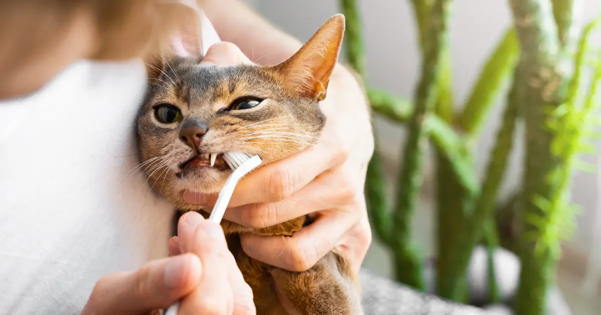 Gato tendo os dentes escovados pelo tutor. Veja como cuidar da boca de gatos e evitar problemas na saúde bucal do seu felino.