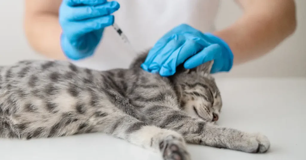 Gato sendo vacinado pelo veterinário. Descubra qual a primeira vacina do gato e como a prática pode ajudar a saúde do seu bichinho.