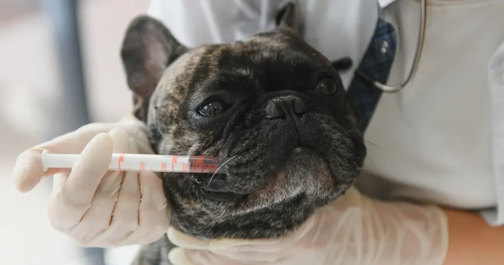 Veterinário dando vermífugo para um cachorro por meio de uma seringa. Aprenda como dar vermífugo para cães.