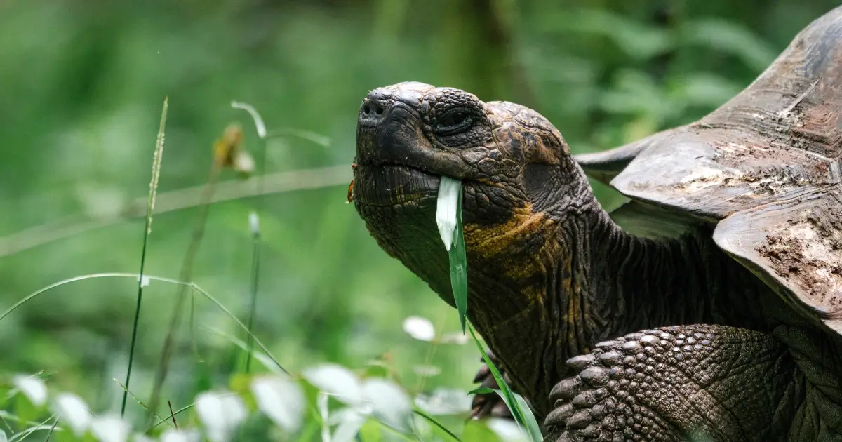 Foto com close no rosto de um jabuti animal silvestre, com a natureza de fundo.