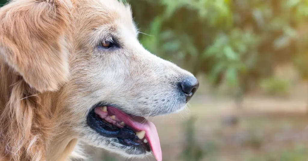 A imagem mostra um **cão idoso** de perfil, provavelmente da raça Golden Retriever. O cão tem pelagem dourada, mas com sinais de envelhecimento visíveis, como pelos brancos ao redor do focinho. Ele está com a língua de fora, sugerindo que está respirando após uma atividade, talvez uma caminhada ao ar livre. A expressão do cão é tranquila, com um olhar sereno e atento. O fundo desfocado e verde sugere que o cão está em um ambiente natural, como um jardim ou parque. A imagem transmite uma sensação de calma e carinho, destacando o cuidado e o respeito pelos animais mais velhos.