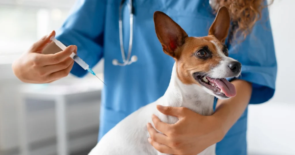 A imagem mostra um cachorro sendo preparado para receber uma injeção, possivelmente uma vacina, por um veterinário. O cão, de porte pequeno, com pelagem branca e marrom, está com a língua para fora, aparentando estar tranquilo e relaxado. O veterinário, vestindo um uniforme azul e usando um estetoscópio ao redor do pescoço, segura uma seringa com uma substância, pronta para ser administrada ao animal. O ambiente parece ser uma clínica veterinária, com o foco no cuidado à saúde do cão. A expressão do cachorro sugere que ele está confortável e confiante no momento.