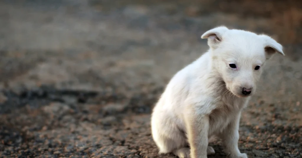 A imagem mostra um filhote de cachorro de pelagem branca sentado em um solo escuro e arenoso. O filhote parece pequeno e está com uma expressão de certa tristeza ou solidão, com a cabeça ligeiramente abaixada. Suas orelhas estão parcialmente dobradas, e ele parece estar em um momento de quietude. O ambiente ao redor é simples e sem muitos detalhes, destacando ainda mais o cachorro no centro da imagem. A cena transmite uma sensação de vulnerabilidade e ternura, típica de filhotes que ainda estão descobrindo o mundo ao seu redor.