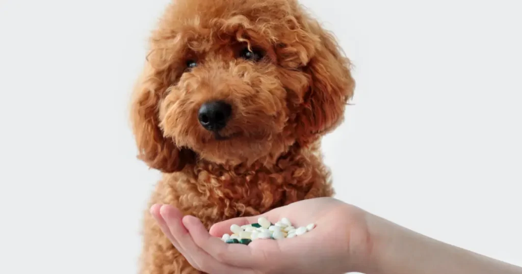 A imagem mostra um cachorro da raça poodle com pelagem marrom e encaracolada, olhando para a câmera com uma expressão suave. Em primeiro plano, uma mão humana estendida segura uma variedade de comprimidos coloridos, sugerindo a possibilidade de cetoconazol humano para o cachorro. O fundo da imagem é claro e neutro, destacando tanto o cachorro quanto os comprimidos na mão.