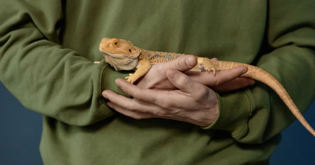 A imagem mostra uma pessoa segurando um **dragão-barbudo** (Pogona), um réptil popular como animal de estimação. O lagarto tem uma coloração alaranjada clara, com detalhes em tons de amarelo e uma textura rugosa ao longo do corpo. Suas escamas são visíveis, especialmente ao redor da cabeça, onde apresentam pequenas "barbas" espinhosas que dão origem ao nome da espécie. O réptil está relaxado nas mãos da pessoa, que veste um moletom verde. A cauda do dragão-barbudo é longa e se estende para fora da mão da pessoa, e sua expressão é calma e observadora.