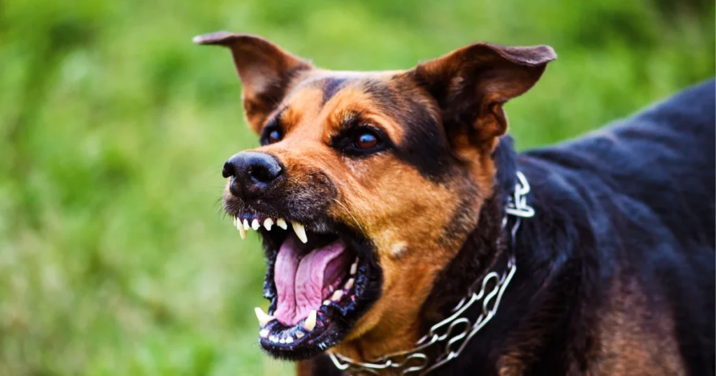 A imagem mostra um cão em uma postura agressiva, com os dentes à mostra e a boca aberta, como se estivesse latindo ou rosnando. O cachorro, de coloração marrom e preta, usa uma coleira de corrente de metal. Suas orelhas estão erguidas e seus olhos estão focados, sugerindo um estado de alerta ou ameaça. O fundo da imagem é composto por uma área gramada, desfocada, destacando o comportamento do cão. A expressão facial do animal, com as presas expostas, reforça a atitude de defesa ou proteção.