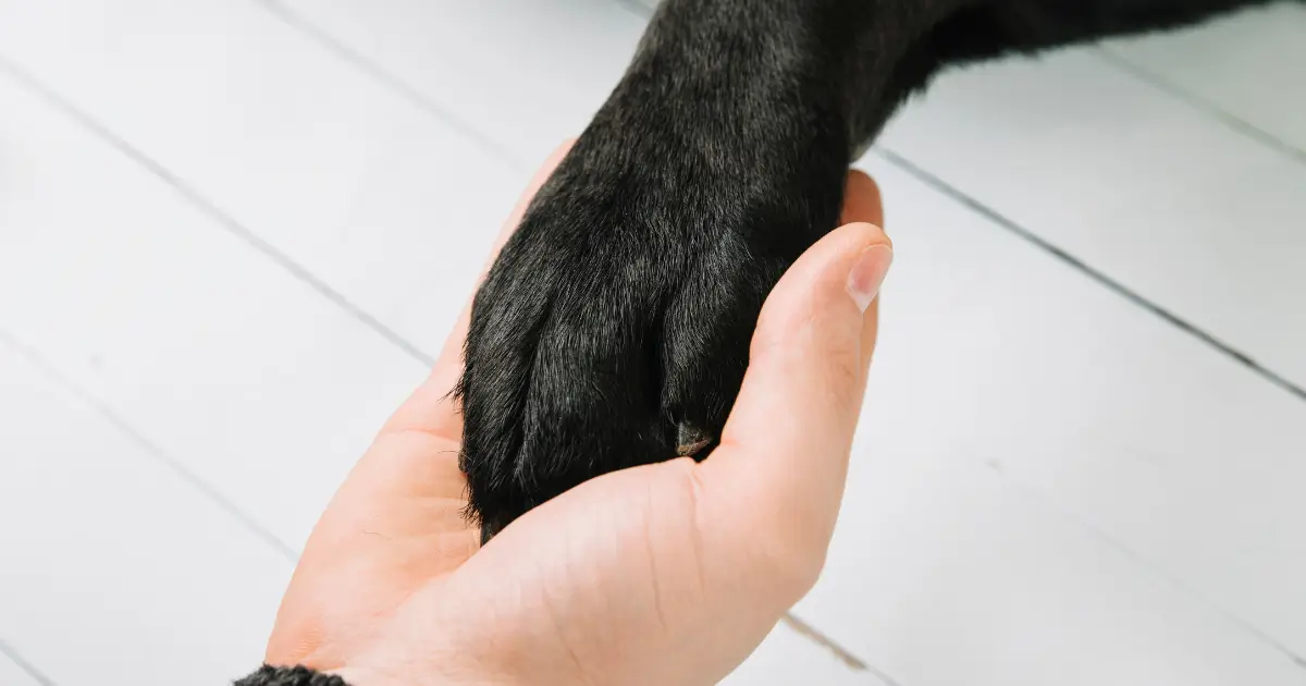 A imagem mostra a mão de uma pessoa segurando a pata de um cachorro. A pata do cachorro é de cor preta e parece robusta, sugerindo que o cão é de porte médio ou grande. A mão humana segura suavemente a pata, transmitindo uma sensação de cuidado e conexão emocional. O fundo da imagem é claro e neutro, com um piso de madeira pintado de branco, destacando o foco na interação entre a mão e a pata.