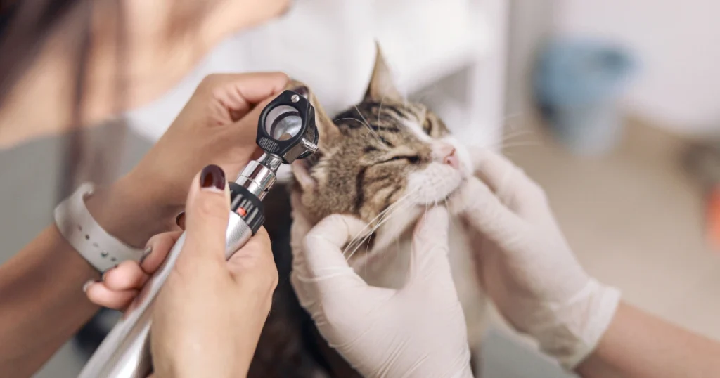 A imagem mostra um gato sendo examinado em um ambiente veterinário. Uma pessoa está usando um otoscópio, instrumento utilizado para examinar o ouvido do animal, enquanto outra pessoa segura o gato com luvas. O gato, de pelagem tigrada com manchas brancas, parece estar calmo e confortável durante o procedimento. O ambiente ao redor sugere que a cena ocorre em uma clínica veterinária, com o foco voltado no cuidado da saúde do animal, especificamente relacionado à inspeção dos ouvidos. A expressão do gato é tranquila, o que indica que o exame está sendo feito de maneira cuidadosa e sem causar desconforto ao animal.