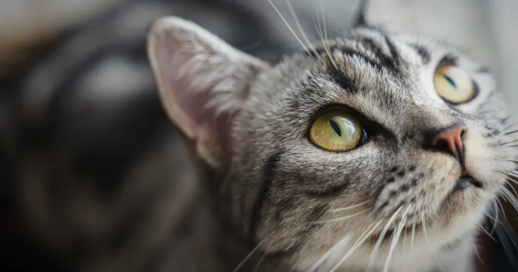 gato com pelagem tigrada, possivelmente da raça American Shorthair ou similar, com grandes olhos amarelos e vibrantes. Os detalhes da textura do pelo, em tons de cinza e preto, são destacados, e o olhar do gato parece focado em algo fora do quadro, o que lhe dá uma expressão curiosa e atenta. O foco suave ao redor do rosto e o fundo desfocado criam um efeito de destaque, centrando a atenção no olhar intenso do gato.