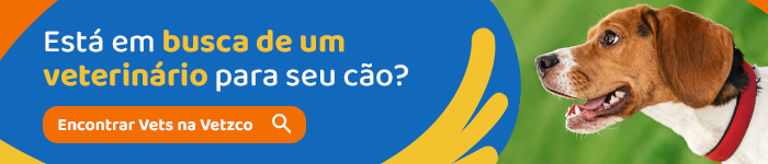 Quantos Anos Vive Um Cachorro? Veja O Que Pode Influenciar