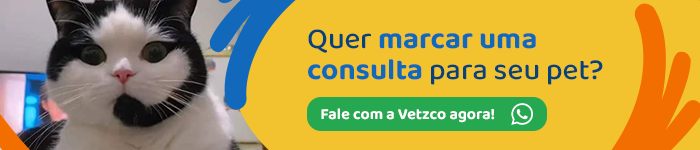 Quantos Anos Vive Um Cachorro? Veja O Que Pode Influenciar