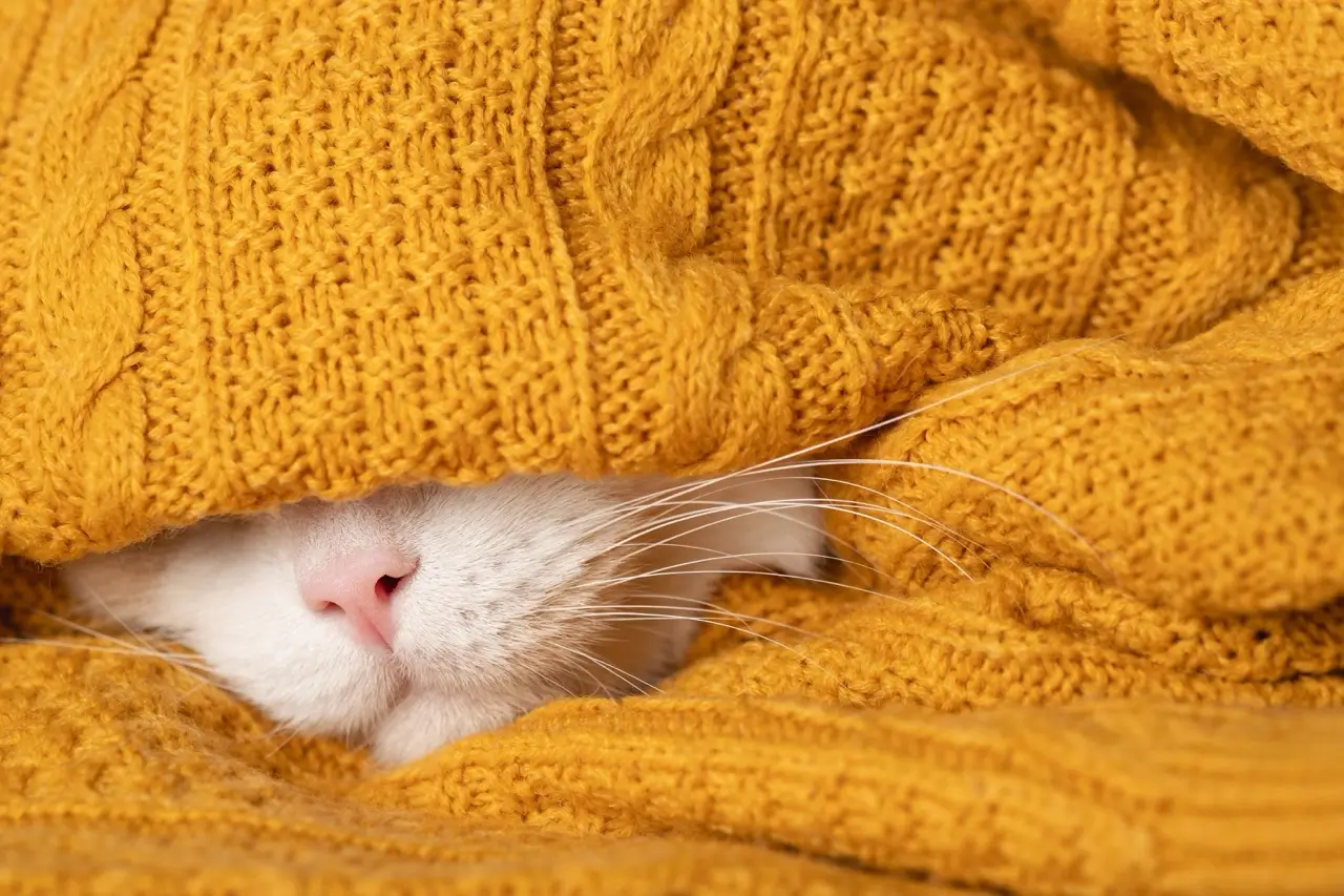 A imagem mostra um gato branco parcialmente coberto por um tecido grosso e tricotado de cor mostarda. Apenas o focinho rosado do gato e alguns de seus longos bigodes são visíveis, enquanto o restante do seu corpo e cabeça estão escondidos sob a manta ou roupa. A expressão tranquila do gato, junto com o material aconchegante e o tom quente do tecido, transmite uma sensação de conforto, acolhimento e relaxamento, típica de um animal descansando em um ambiente seguro e confortável.