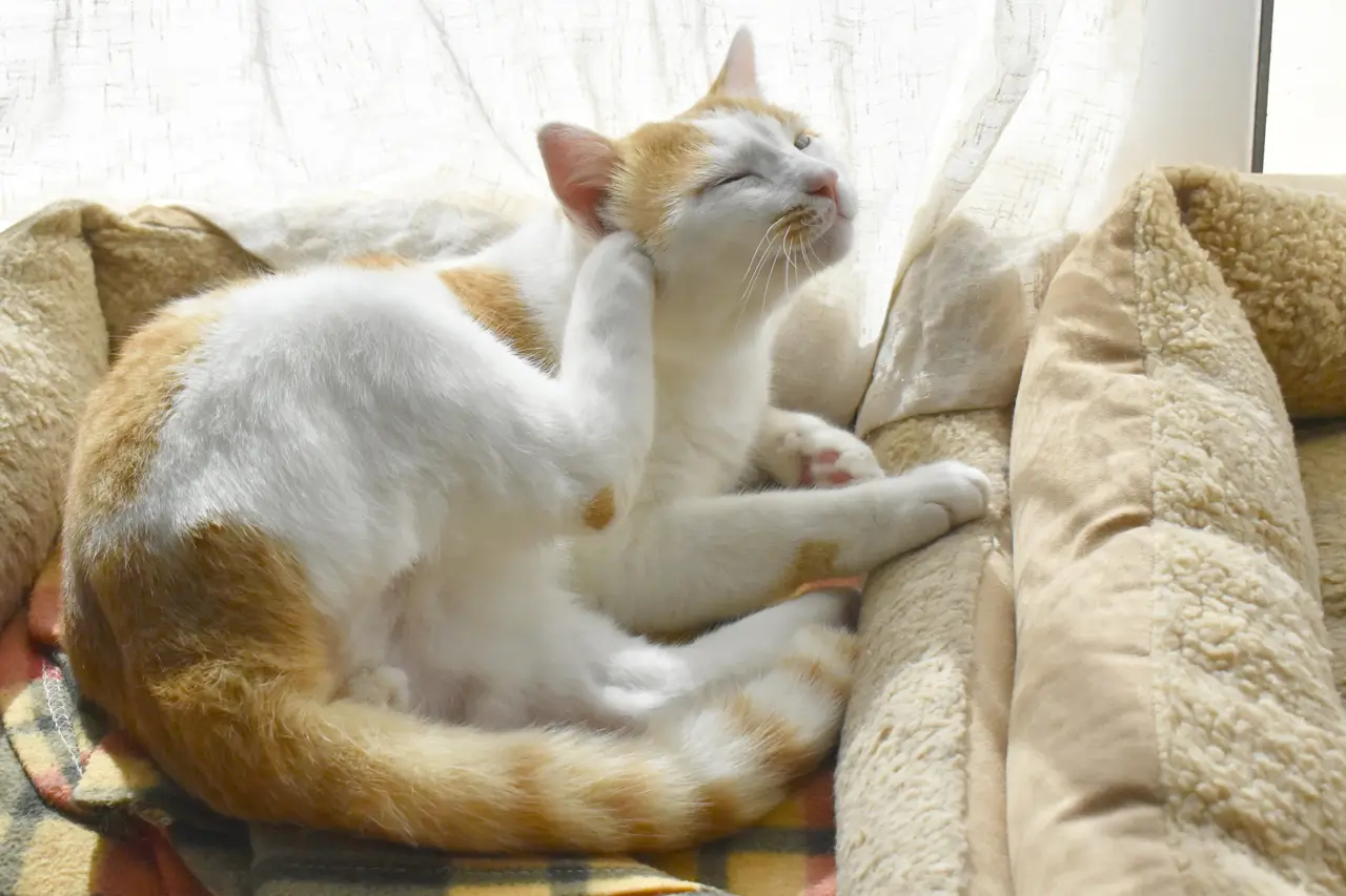 um gato de pelagem branca com manchas laranja está coçando-se com a pata traseira. O gato está deitado em um ambiente acolchoado, perto de uma janela por onde entra luz natural. A ação do gato indica que ele pode estar com algum tipo de incômodo, possivelmente relacionado a pulgas, já que ele está se coçando com intensidade.