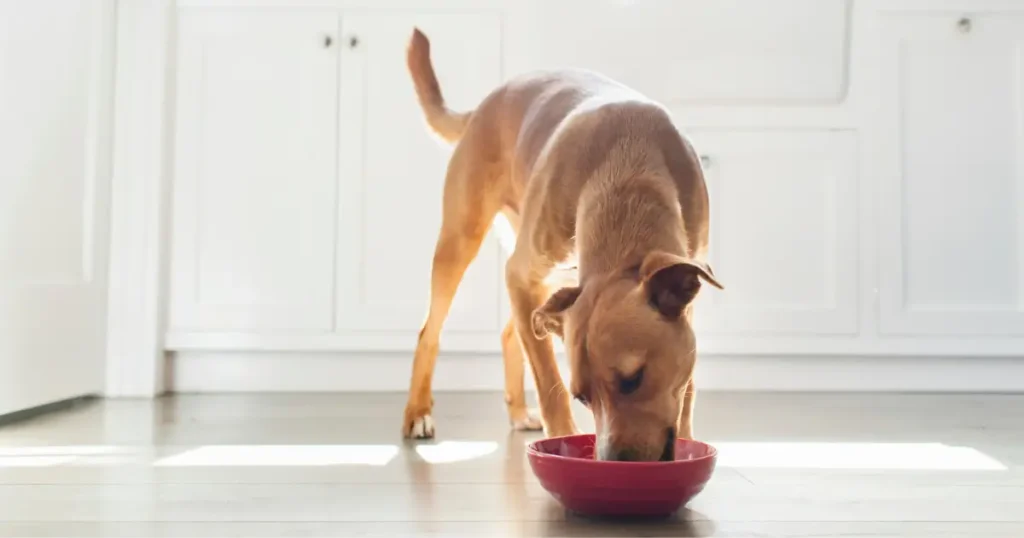 A imagem mostra um cachorro de porte médio, com pelagem curta e de cor marrom clara, enquanto ele come de um prato vermelho que está no chão. O ambiente parece ser uma cozinha bem iluminada, com armários brancos ao fundo e o chão de madeira clara. O cão está inclinado para frente, com a cabeça dentro do prato, concentrado em sua refeição. A luz suave que entra pela janela dá um tom acolhedor à cena, criando uma atmosfera tranquila e doméstica.