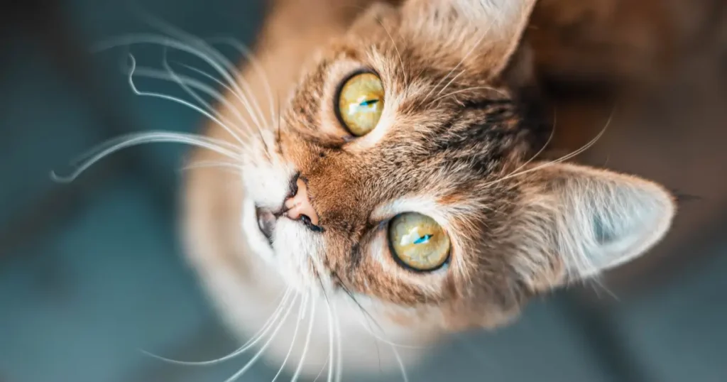 A imagem mostra um gato em close-up, com foco em seu rosto e seus grandes olhos amarelos ou verde-âmbar. O gato tem pelos curtos, de tonalidades marrons e listras sutis. Seus bigodes longos e claros são bem destacados na imagem. A expressão do gato é atenta, com o olhar voltado para cima, provavelmente observando algo acima dele. A fotografia realça a textura dos pelos e a intensidade do olhar do felino, capturando os detalhes de forma nítida e cativante. A imagem transmite uma sensação de curiosidade, típica dos gatos.