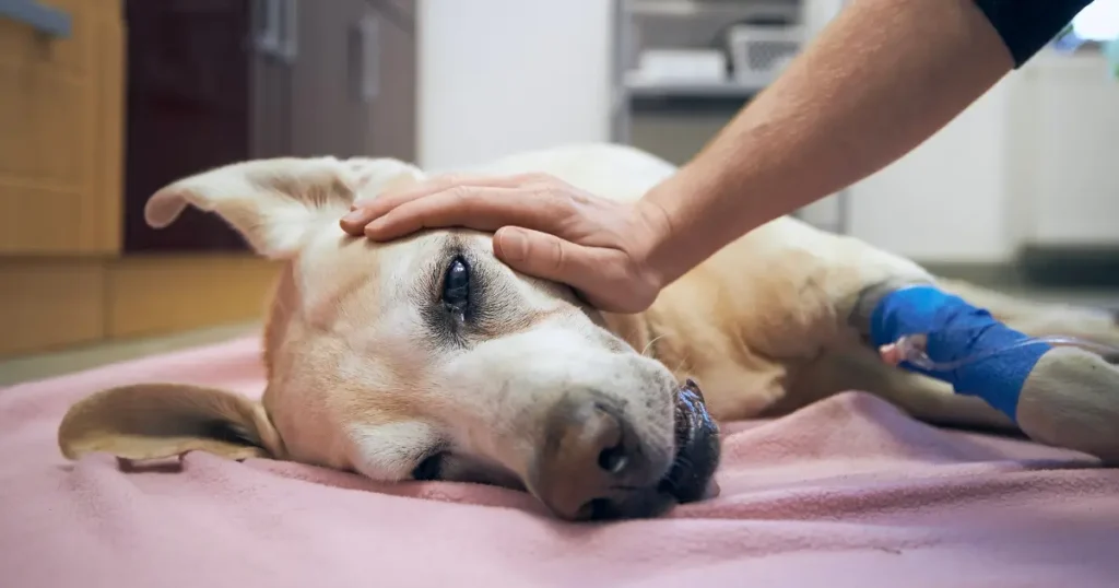 A imagem mostra um cão de porte médio ou grande, deitado em um ambiente que parece ser uma clínica veterinária, sobre uma manta rosa. O cão aparenta estar debilitado, com os olhos semiabertos e um aspecto cansado. Sua pata direita está enfaixada, indicando que recebeu algum tipo de tratamento médico. Uma mão humana, possivelmente de um veterinário ou cuidador, está sobre a cabeça do cão, oferecendo conforto e carinho, sugerindo uma situação de cuidado e apoio ao animal, que pode estar passando por um momento de fragilidade, como após um procedimento ou devido a uma condição de saúde.