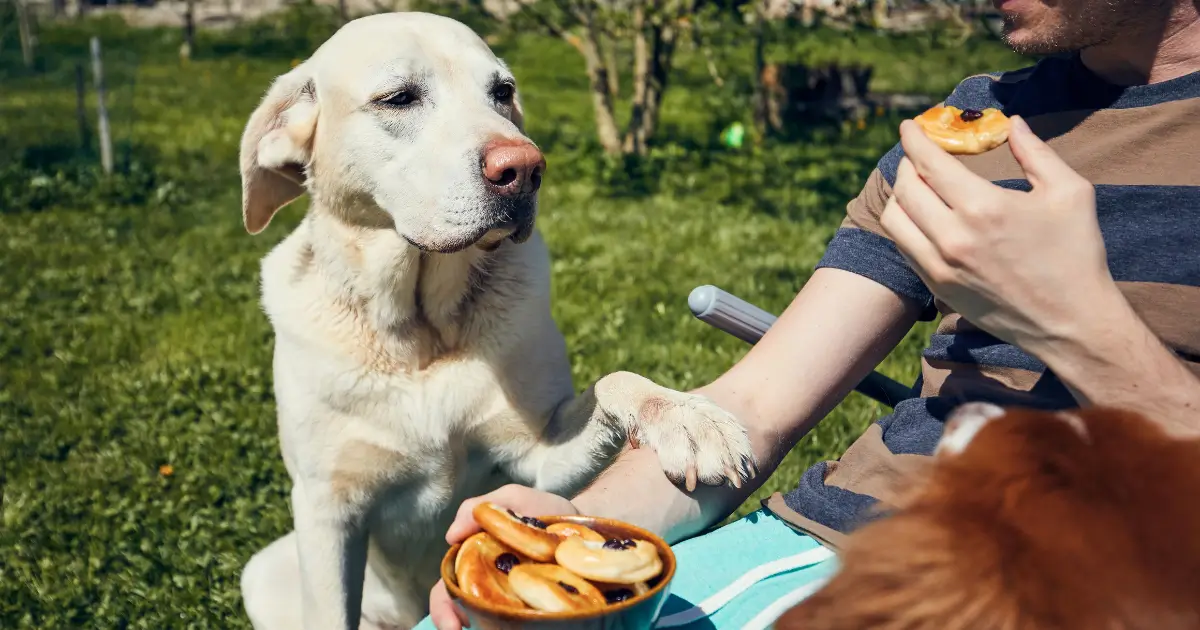 A imagem mostra um cão labrador, de pelagem clara, com uma expressão de curiosidade ou desejo enquanto observa uma pessoa comendo. O cão está sentado ao lado da pessoa, levantando uma pata para tocá-la suavemente, como se estivesse pedindo um pedaço da comida. A pessoa está segurando uma tigela de pães ou rosquinhas e está prestes a comer um deles. Eles estão ao ar livre, em um ambiente de jardim ou parque, em um dia ensolarado.