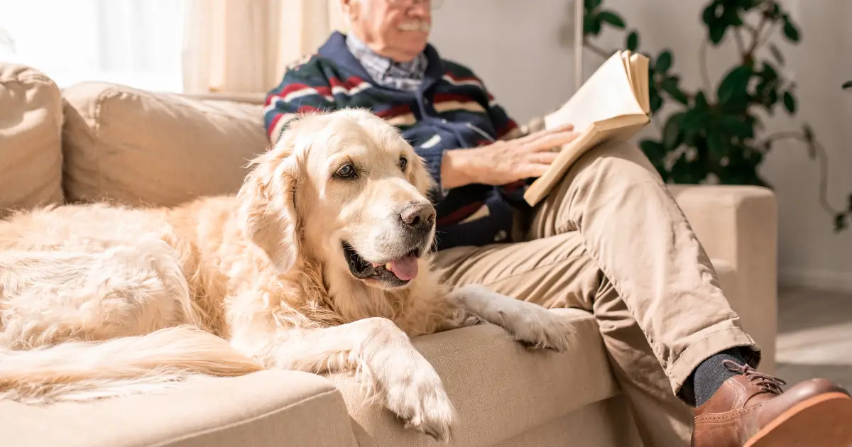 A imagem mostra um cão de grande porte, de pelo longo e claro, provavelmente um Golden Retriever, deitado confortavelmente em um sofá ao lado de um homem idoso que está sentado e lendo um livro. O homem usa roupas casuais, incluindo uma camisa listrada e calças claras, e parece relaxado. A atmosfera da imagem transmite conforto e tranquilidade, com o cão parecendo calmo e contente. Há uma planta ao fundo, sugerindo um ambiente caseiro acolhedor.
