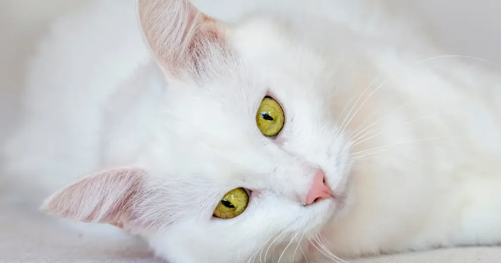 Um gato de pelagem longa e branca, com olhos de cor amarela. A expressão é tranquila, e o pelo é macio e volumoso.