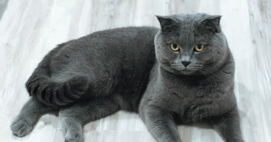 Um gato de pelagem curta e densa, de cor cinza-azulada, com olhos de cor amarela. A aparência é robusta e o rosto é arredondado.