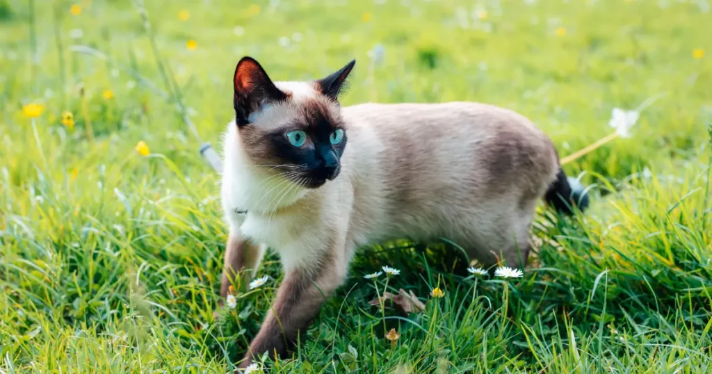 Um gato com corpo esbelto e pelagem curta, de cor clara, com o rosto, orelhas, patas e cauda em tons mais escuros. Os olhos são azuis claros e brilhantes.