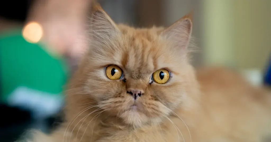 Um gato com pelagem longa e fofa, de cor laranja. O rosto é achatado, com olhos grandes e redondos, de coloração dourada intensa, e expressão calma.