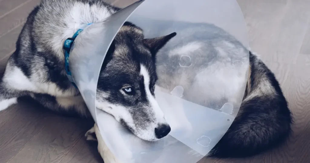 A imagem mostra um cachorro da raça Husky Siberiano deitado no chão, usando um colar elisabetano (cone protetor), que é comumente utilizado no pós-operatório para evitar que o animal lamba ou mexa em feridas ou pontos cirúrgicos. O cão tem pelagem preta e branca e olhos azuis marcantes, que expressam um pouco de tristeza ou cansaço. O colar elisabetano é transparente e preso ao redor do pescoço com uma coleira azul com desenhos. A imagem parece capturar um momento de recuperação, com o cachorro descansando enquanto se adapta ao cone protetor após um procedimento médico.