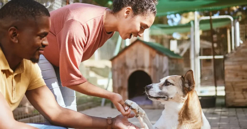 A imagem mostra um momento de interação entre um casal e um cachorro em um ambiente que parece ser um abrigo de animais. O homem e a mulher estão sorrindo e demonstrando afeto pelo cachorro, que está sentado e levantando uma das patas, como se estivesse cumprimentando a mulher. O ambiente ao fundo inclui uma casinha de cachorro de madeira e cercas, típicas de um abrigo ou centro de adoção de animais. A mulher segura gentilmente a pata do cão, enquanto o homem observa com um sorriso, sugerindo um momento de conexão e carinho, possivelmente durante o processo de adoção. A cena transmite uma sensação de empatia e cuidado, destacando o vínculo entre os humanos e os animais.