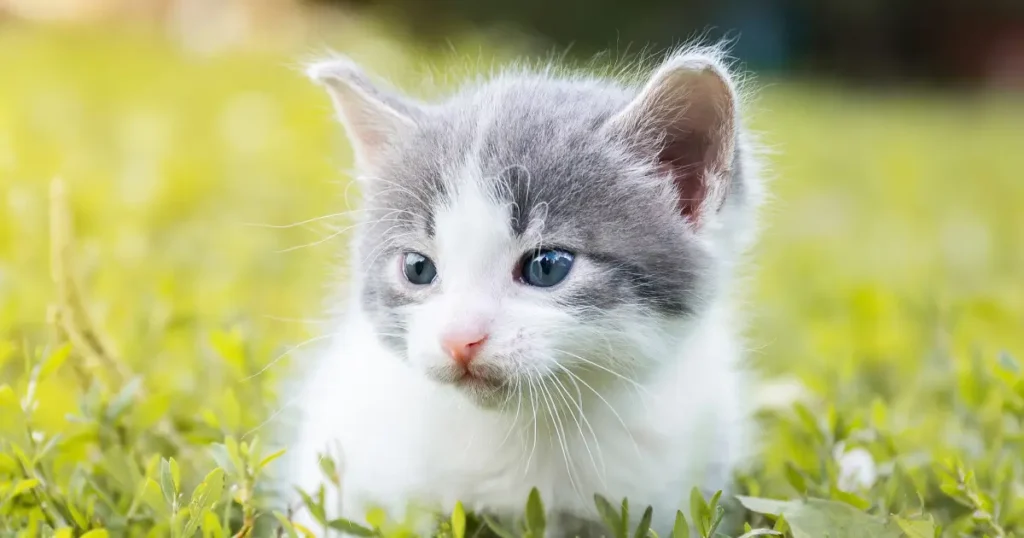 A imagem mostra um filhote de gato branco e cinza, com olhos azuis, deitado em um gramado verde. O filhote parece estar explorando ou descansando, com uma expressão calma e curiosa, típica de gatos jovens que estão começando a descobrir o ambiente ao redor. A luz suave e a vegetação ao fundo dão um toque de tranquilidade à imagem, destacando a fofura e a delicadeza do filhote.