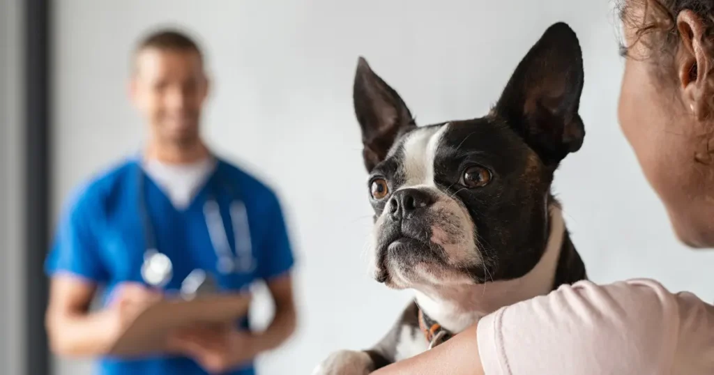 A imagem mostra um cachorro da raça Boston Terrier sendo segurado por uma pessoa, enquanto um veterinário ao fundo, usando um uniforme azul e estetoscópio, observa e faz anotações em uma prancheta. O cachorro parece atento, com as orelhas erguidas e expressão focada. A pessoa que o segura está parcialmente visível, criando uma atmosfera de cuidado e confiança. A cena se passa em um ambiente clínico, sugerindo uma consulta veterinária, possivelmente relacionada a uma verificação de saúde ou acompanhamento.