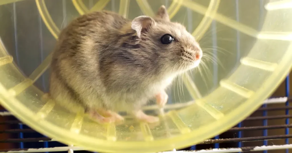 A imagem mostra um hamster dentro de uma roda de exercício transparente amarela, típica para pequenos roedores. O hamster tem pelagem acinzentada e fofa, com olhos escuros e brilhantes. Ele parece estar em repouso ou se preparando para correr na roda, que é um dos brinquedos mais comuns em gaiolas de hamsters para mantê-los ativos e entretidos. A cena ocorre dentro de uma gaiola, com as barras da estrutura visíveis ao fundo. A imagem transmite a sensação de um ambiente doméstico adequado para o bem-estar do animal, que parece curioso e ativo.