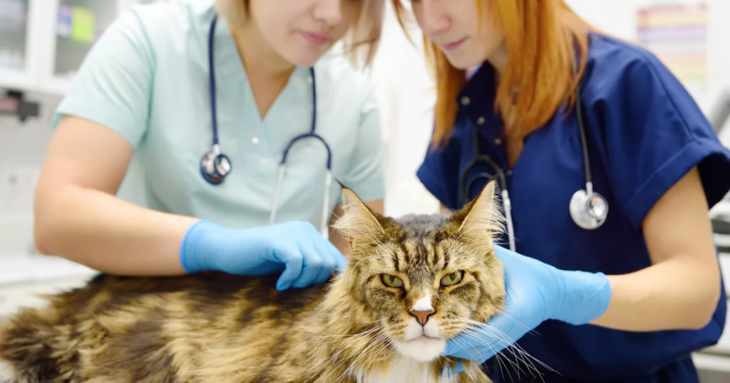 A imagem mostra dois profissionais de saúde veterinária, ambos usando luvas azuis e estetoscópios, examinando um gato grande de pelagem densa e longa. O gato parece calmo, mas atento, enquanto recebe atenção dos profissionais. Ambos estão focados no exame, e o ambiente ao redor lembra uma clínica veterinária. Essa cena sugere um momento de cuidado médico, possivelmente uma verificação de saúde ou exame preventivo.