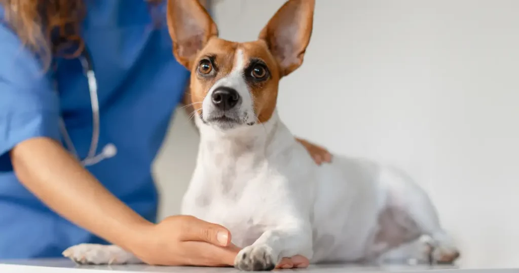 A imagem mostra um cachorro de pequeno porte, com pelagem branca e marrom, deitado sobre uma mesa de exame em um consultório veterinário. O cão está sendo segurado suavemente por um veterinário, que usa um jaleco azul, enquanto o examina. O cachorro tem uma expressão atenta, com as orelhas erguidas e os olhos grandes e curiosos. A postura do animal indica que ele está tranquilo, e o ambiente parece ser limpo e organizado, sugerindo um exame de rotina. A imagem transmite um ambiente de cuidado e atenção à saúde do animal.