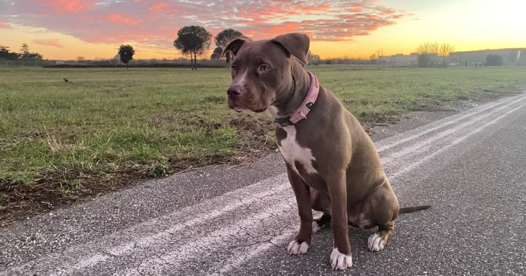 A imagem mostra um cão da raça Pit Bull sentado ao lado de uma estrada, durante o pôr do sol. O cachorro tem pelagem curta e lisa, de cor marrom, com manchas brancas no peito e nas patas. Ele usa uma coleira rosa e está com uma expressão tranquila, olhando atentamente para algo fora do enquadramento. O cenário ao fundo é um campo aberto com algumas árvores e um céu colorido por tons de laranja e rosa, típicos do entardecer. A imagem transmite uma sensação de calma e serenidade, com o cão em um momento de descanso em um ambiente natural.