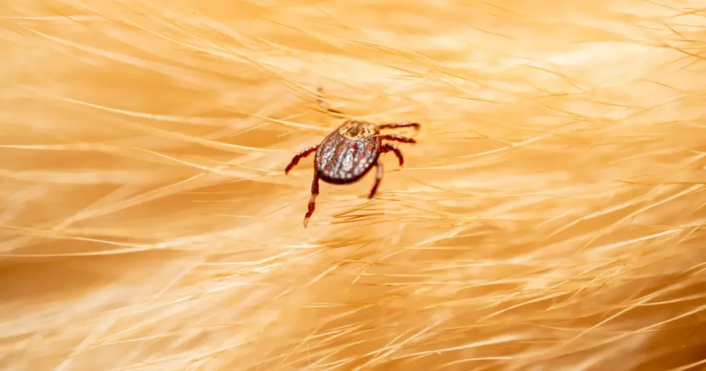 A imagem mostra um carrapato preso na pelagem de um animal, provavelmente um cão, já que o foco está na pele e no parasita. O carrapato é pequeno e de coloração marrom, com patas escuras, e está visível entre os pelos dourados do animal. Carrapatos são parasitas externos que se alimentam do sangue do hospedeiro e podem transmitir doenças graves, como a babesiose e a erliquiose, tornando-se uma preocupação comum para tutores de pets. A imagem destaca a importância de verificar regularmente a presença de parasitas e adotar medidas preventivas para proteger os animais de estimação.