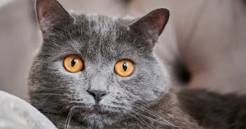 A imagem mostra um gato de pelagem cinza densa e olhos grandes de cor amarelo-alaranjado. O gato está deitado e parece atento, com os olhos bem abertos e focados. A coloração uniforme da pelagem destaca ainda mais seus olhos vibrantes. A expressão do gato é calma, mas curiosa, com as orelhas levemente erguidas, sugerindo que ele está observando algo. O fundo é neutro, permitindo que o foco permaneça no gato e em seus detalhes faciais marcantes.