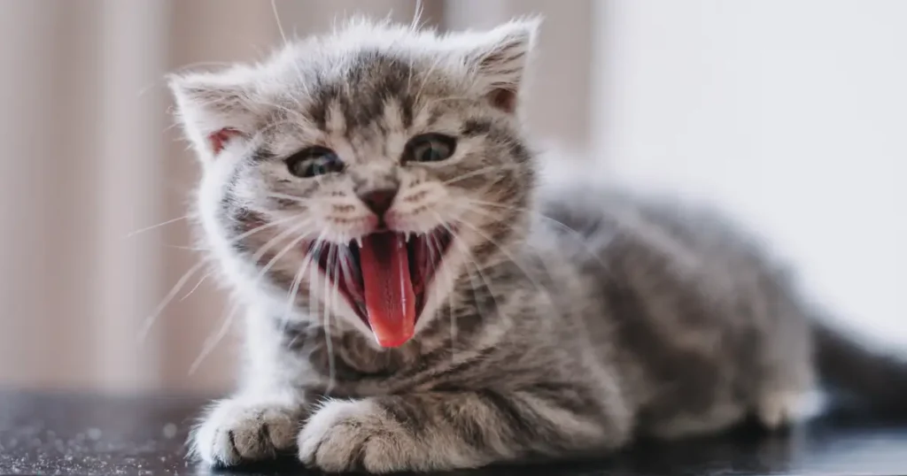 A imagem mostra um filhote de gato cinza com listras escuras, com a boca bem aberta e a língua para fora, como se estivesse bocejando ou vocalizando. O gatinho está em uma superfície escura e parece relaxado, mas a expressão pode dar a impressão de um pequeno rugido ou um grande bocejo. O fundo é desfocado, mantendo o foco no rosto do gatinho.