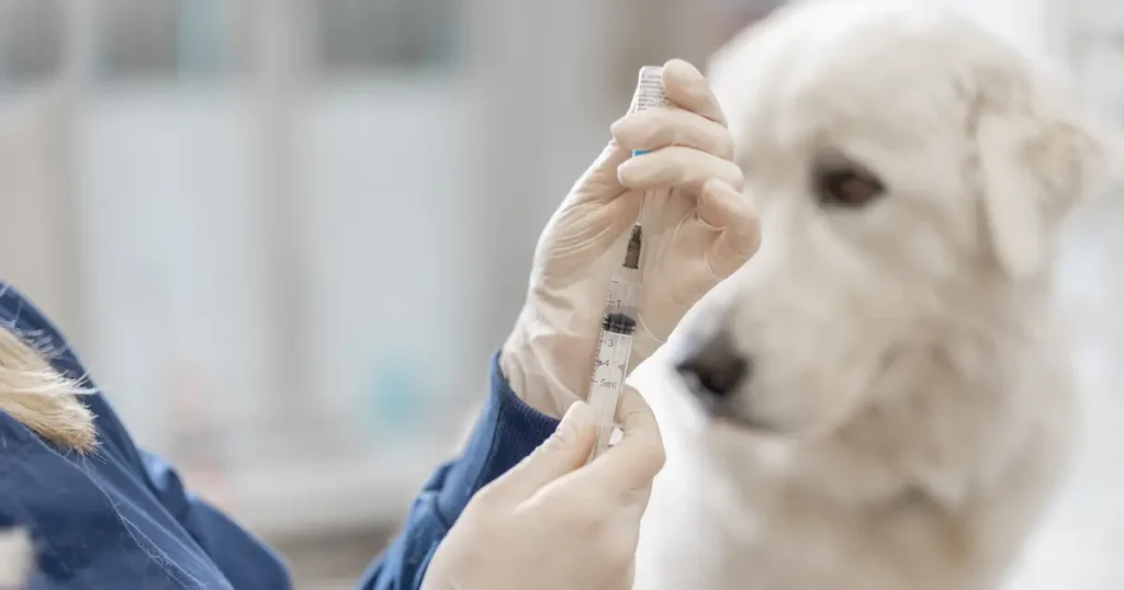 A imagem mostra um profissional de saúde, usando luvas, segurando uma seringa e preparando-a para aplicação. Ao fundo, um cachorro de grande porte e pelagem branca observa atentamente a cena. A expressão do animal é calma, e o foco da imagem está na seringa, sugerindo que o procedimento envolve vacinação ou administração de medicamento. O ambiente ao redor é desfocado, mantendo a atenção na preparação da seringa e na interação entre o profissional e o cachorro.