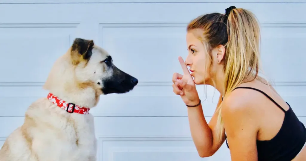 A imagem mostra uma mulher interagindo com um cachorro, possivelmente em um momento de treinamento. A mulher está abaixada e mantém contato visual direto com o cão, apontando o dedo em um gesto que sugere instrução ou comando. O cachorro, que é de porte médio com pelagem clara e manchas pretas, usa uma coleira vermelha com detalhes brancos. Ele está sentado, olhando atentamente para a mulher, indicando que está prestando atenção. O fundo é neutro, com uma parede branca, destacando a interação entre os dois. A cena transmite um momento de comunicação e aprendizado entre a tutora e o cão.