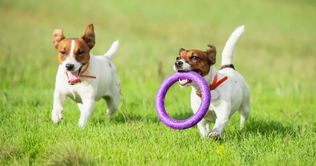 A imagem mostra dois cães da raça Jack Russell Terrier brincando em um gramado. Um dos cães está segurando um brinquedo circular roxo na boca, enquanto o outro corre ao lado, parecendo animado. Ambos estão usando coleiras laranja e exibem uma expressão de alegria. A cena transmite uma sensação de diversão e energia, típica de cães brincando ao ar livre em um ambiente espaçoso e verde.