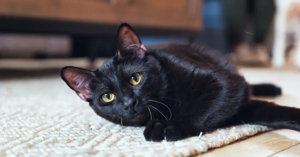 A imagem mostra um gato preto deitado em um tapete, olhando diretamente para a câmera. Seus olhos amarelos são destacados, e ele parece estar relaxado, com uma expressão atenta e curiosa. O ambiente ao fundo é interno, com móveis desfocados, criando um contraste que enfatiza a beleza da pelagem escura do gato. A cena transmite uma sensação de calma e contemplação.