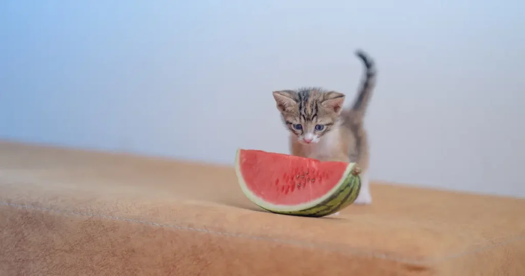 A imagem mostra um filhote de gato curioso observando uma fatia de melancia. O gatinho está em pé sobre uma superfície macia, com os olhos fixos na fruta à sua frente. A melancia está cortada em uma fatia grande, exibindo sua polpa vermelha e suculenta. A cena transmite uma sensação de curiosidade e descoberta, destacando a interação fofa do gato com um alimento incomum para ele.