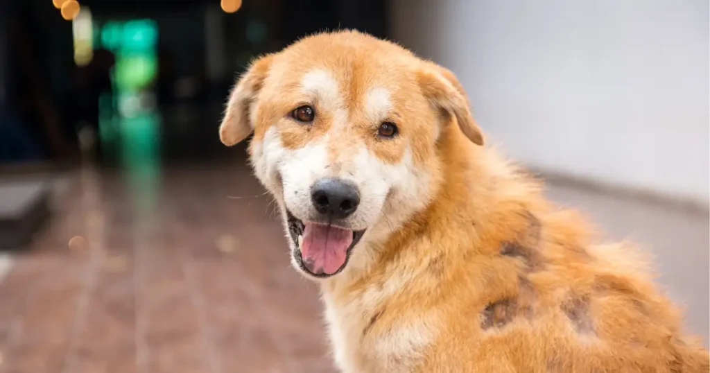 A imagem mostra um cão de porte médio com pelagem predominantemente marrom clara e manchas escuras em algumas áreas do corpo. O cachorro está com a boca aberta, exibindo um semblante amigável e alegre, com os olhos atentos e as orelhas levemente caídas. O fundo desfocado parece ser de um ambiente urbano, com piso de cerâmica e uma área interna ao fundo. A cena transmite uma sensação de simpatia e energia positiva, destacando o carisma do animal.