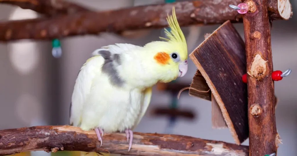 A imagem mostra uma calopsita de plumagem predominantemente amarela com detalhes cinza nas asas e manchas alaranjadas nas bochechas. A ave está empoleirada em um suporte feito de galhos de madeira decorados com contas coloridas. Ela parece interagir com um pedaço de material, possivelmente um brinquedo ou item para bicar. O ambiente desfocado ao fundo sugere que a cena foi capturada em um espaço interno. A imagem transmite uma sensação de curiosidade e atividade, características típicas das calopsitas.