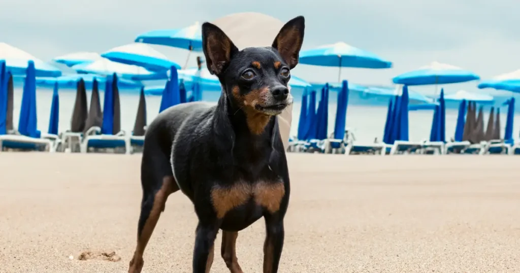 A imagem mostra um cachorro da raça Pinscher em uma praia, com guarda-sóis azuis e brancos ao fundo. O cão é pequeno, de pelagem preta com marcas marrons no peito, focinho e acima dos olhos. Ele está em pé na areia, com as orelhas erguidas e uma expressão alerta. O cenário sugere um ambiente relaxante à beira-mar, com um clima tranquilo e iluminação suave. A combinação do cachorro e do cenário cria uma cena charmosa e vibrante.